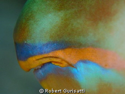 parrot fish by Robert Gurisatti 